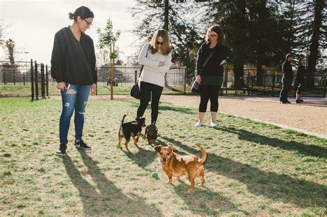This is particularly important if the dog is just a puppy and you have young children around who may pester. Westwoof: Dog park opens at neighborhood recreation center | Daily Bruin