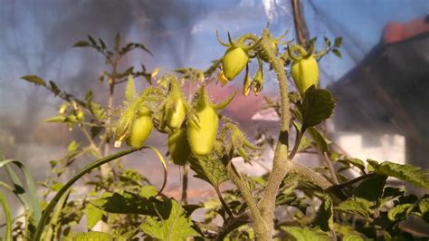 Horta Em Vasos Do Ricardo Como Cuidar De Seu Tomateiro Na época Da