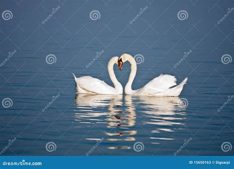 Beautiful Swan Couple Stock Image Image Of Graceful 15650163