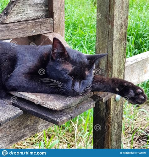 Sleeping Black Cat Stock Photo Image Of Animal Sleeping 133282872