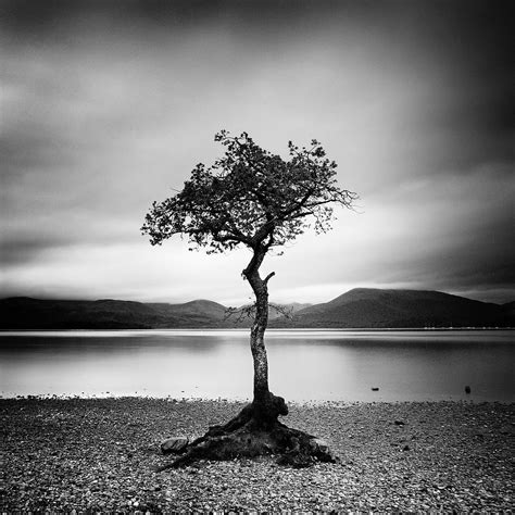 Scotland Milarrochy Tree Photograph By Nina Papiorek