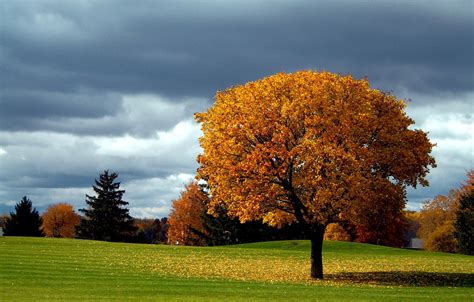 Wallpaper Autumn The Sky Clouds Tree Falling Leaves Fall Colors