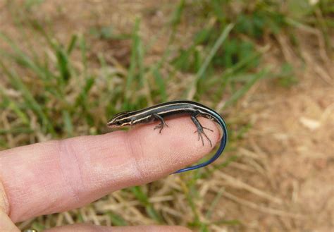 Blue Tailed Skink Facts Habitat Diet Life Cycle Baby Pictures