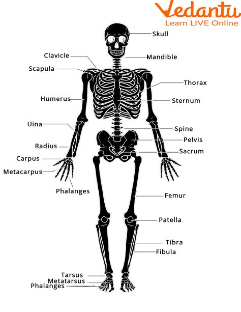 Parts Of The Skeletal System