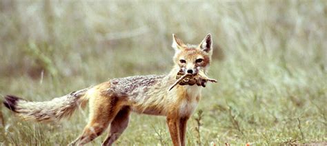 Fox Hunting Animals Sports Images