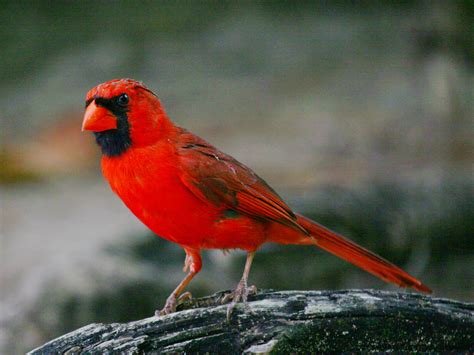 Free Photo Cardinal Animal Bird Flight Free Download Jooinn