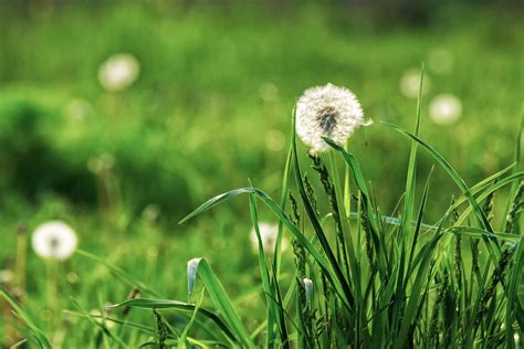 Free White Dandelion On Green Grass Blurry Background