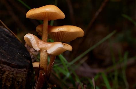 Free Picture Fungus Mushroom Wood Nature Poison Macro Moss