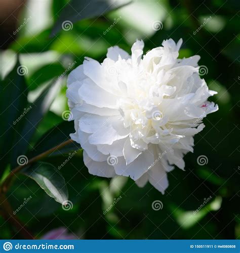 White Peony Blooming White Common Peony Paeonia Officianles