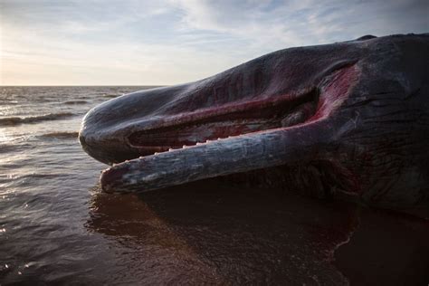 Three Dead Sperm Whales Washed Ashore On English Beach Cnn