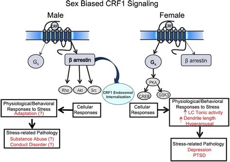 sex biased stress signaling the corticotropin releasing factor receptor as a model molecular