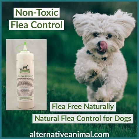 Alternative Animal Natural Flea Control Flea Control For Dogs Fleas