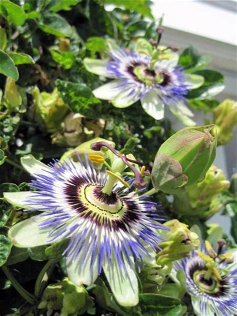 Plant And Develop The Passiflora Caerulea Blue Passionflower Batang
