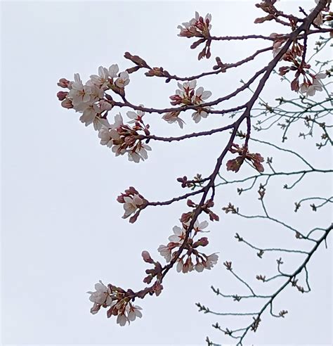桜が開花 もうひとつの時間2