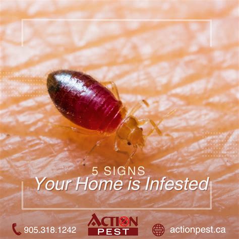 Dont Let The Bed Bugs Bite 5 Signs Your Home Is Infested Action