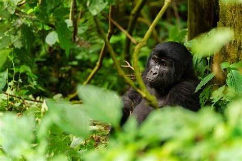 Best Time To See Gorillas In Uganda Gorilla Africa Safaris