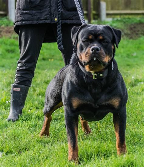 These Dogs Are Intense Working Rottweiler Rottweiler Dog