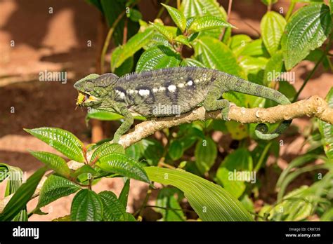 Oustalets Or Malagasy Giant Chameleon Furcifer Oustaleti Female