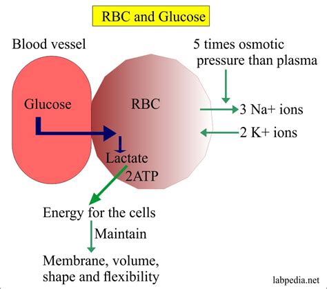 Red Blood Cell Rbc Part 4 Erythropoiesis Red Blood Cell Count