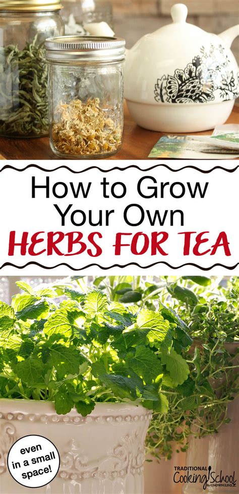 Of the many species, only four of them are recognized for their nutritional and medicinal value with aloe barbadensis miller leading with the best medicinal properties. How To Easily Grow Your Own Tea Herbs