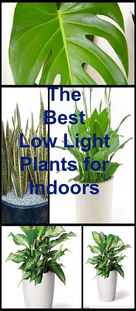We have a collection of both exotic flowers and local endemic flowers. Best 25+ Low light houseplants ideas on Pinterest | Indoor ...