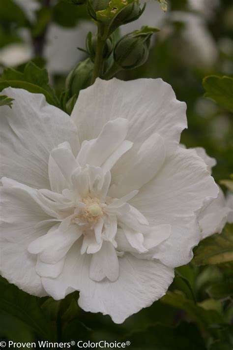 White Chiffon® Rose Of Sharon Hibiscus Syriacus White Flowers