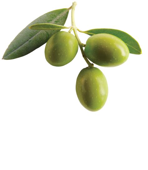 Collection Of Olives Hd Png Pluspng