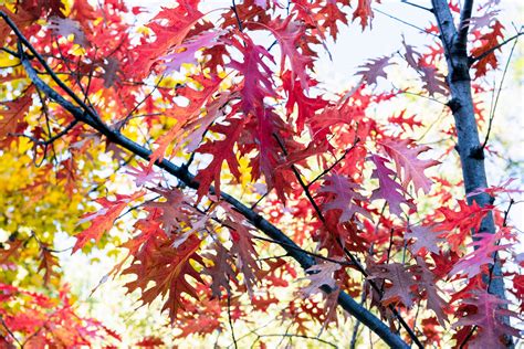 How To Grow And Care For Scarlet Oak Tree
