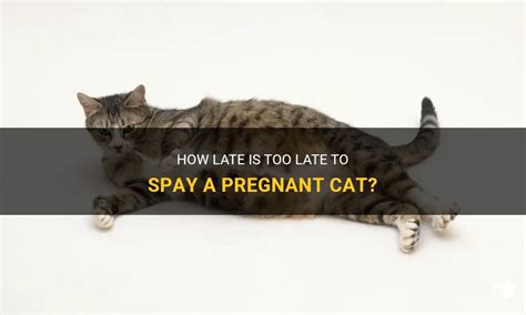 How Late Is Too Late To Spay A Pregnant Cat Petshun