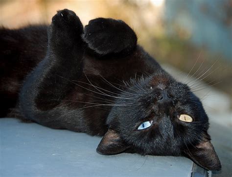Odd Eyed Black Cat Chris Yarzab Flickr