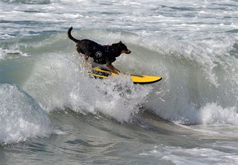 Surfing Dogs Hang 10 For Charity Photos Image 2 Abc News