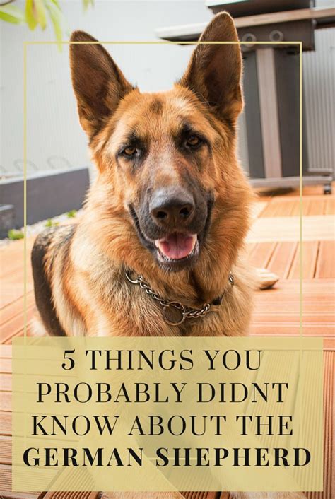Pin By Sonni Ann Gavin On Pet Health And Wellness German Shepherd Facts