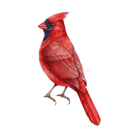 Red Cardinal Bird Realistic Illustration Hand Drawn Watercolor