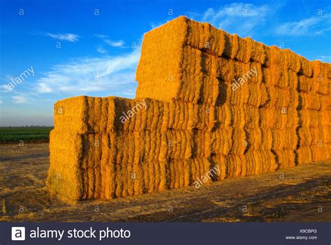 Alfalfa Hay Bales High Resolution Stock Photography And Images Alamy