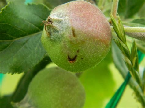 Plum curculio,conotrachelus nenuphar (herbst) in apple. Weekly Fruit Update - 6/25/2020