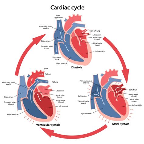 Ciclo Cardíaco Definición Y Fases El Gen Curioso