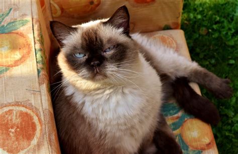 How did the british shorthair cat get its name? Free Images : fur, kitten, thoroughbred, whiskers ...