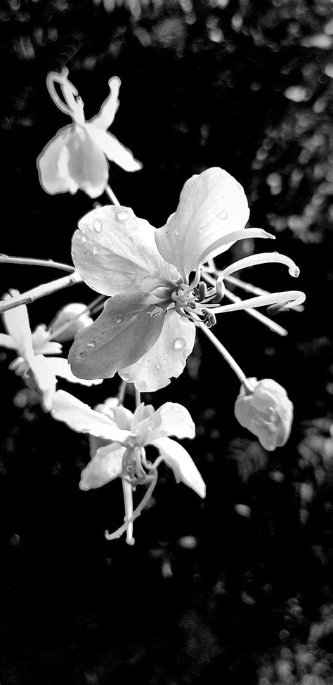 Golden Shower Black Flower Flowers Plant Rose Roses Sky Hd Phone Wallpaper Peakpx