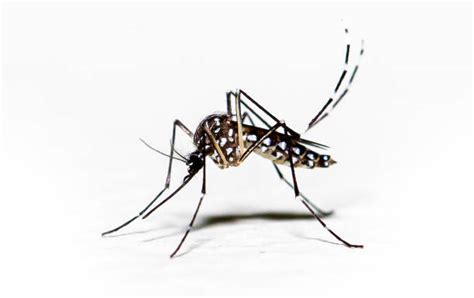 8000 Dengue Mosquito Stock Photos Pictures And Royalty Free Images