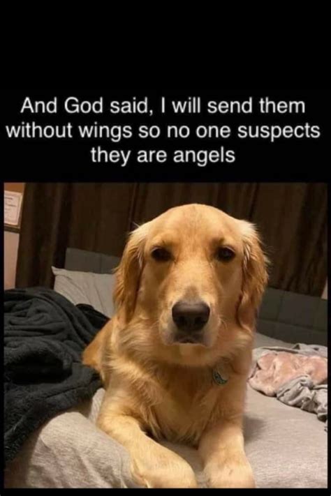 Angels Without Wings Funny Dogs Funny Dog Memes Dogs