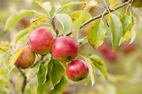 Apples Malus Domestica Growing In Traditional Orchard Stock Image