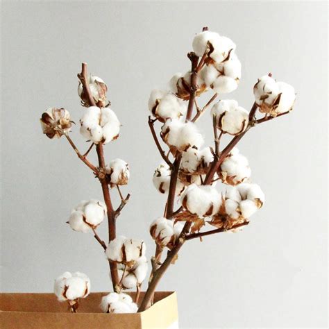 Rustic Cotton Stems Cotton Stem Arrangement Dried Flowers Etsy