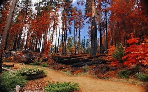 Landscapes Trees Autumn Forests National Park Yosemite National