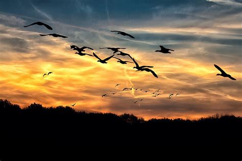 Hd Wallpaper Silhouette Photography Of Flock Of Birds Geese Sunset