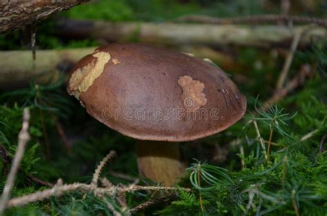 Polish Mushroom In The Forest Edible Mushrooms Boletus Badius Stock