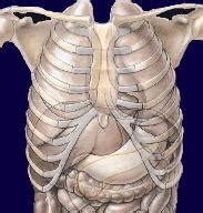 The upper abdominal area is a part of the trunk between the lower ribs and the navel. Thoracic Spine