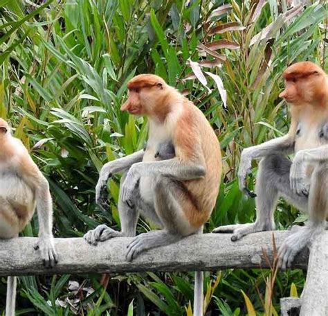 The Fantastic Animals In Borneo Chimptrips