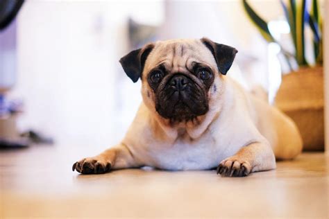 How Much Do Pugs Cost And Require For Their Living Petvblog