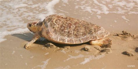 Loggerhead Sea Turtle National Wildlife Federation