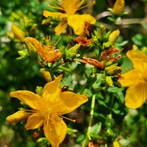 Hypericum Perforatum Echtes Johanniskraut WildBlumenLiebe